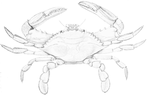 BlueCrab.gif (21105 bytes)