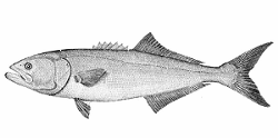 bluefish2.gif (13760 bytes)