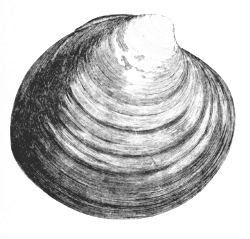 clam1.gif (46045 bytes)