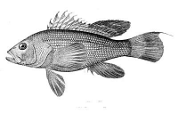 seabass.jpg (17987 bytes)