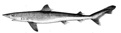 shark.jpg (6471 bytes)