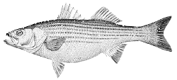 striper250.gif (16021 bytes)