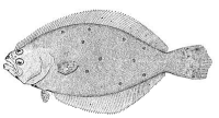 summerflounder.gif (15281 bytes)