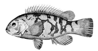 tautog.gif (15268 bytes)