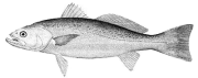 weakfish.gif (8185 bytes)