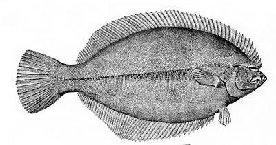 winterflounder.jpg (21133 bytes)